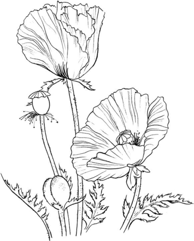 Oriental Poppy Coloring Page